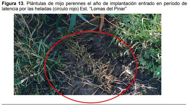 Relevamiento de calidad de semilla de mijo perenne (Panicun coloratum) en la zona de bahía blanca para el ajuste de las densidades de siembra en los sistemas regionales - Image 13