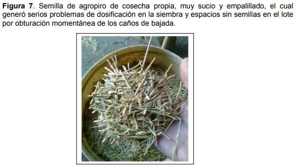 Relevamiento de calidad de semilla de mijo perenne (Panicun coloratum) en la zona de bahía blanca para el ajuste de las densidades de siembra en los sistemas regionales - Image 7