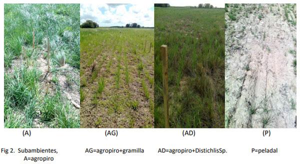 Implantación y producción de Agropiro (Agropirum Ponticum) en suelos bajos con diferentes condiciones de suelo y malezas. Experiencia en campo de productor - Image 2