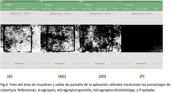 Implantación y producción de Agropiro (Agropirum Ponticum) en suelos bajos con diferentes condiciones de suelo y malezas. Experiencia en campo de productor - Image 7