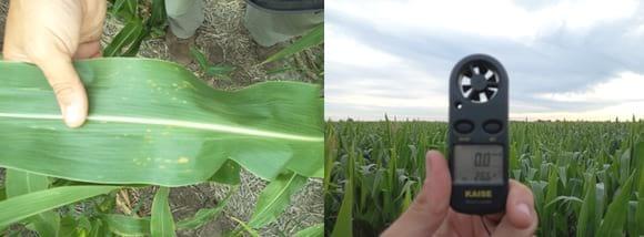 Funguicidas en un cultivo de Maíz: control de roya común del maíz - Image 1