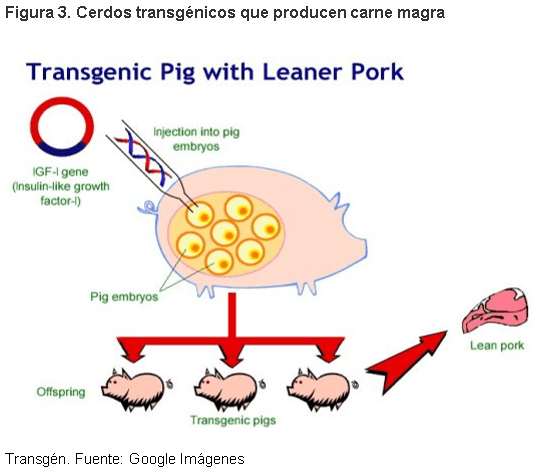 Cerdos transgénicos: Beneficio para la producción, salud animal y humana - Image 3