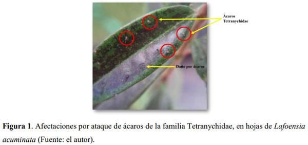 Liberación de predadores para el control de ácaros plaga en Guayacán de Manizales Lafoensia acuminata (Ruiz & Pav.) DC. (Myrtales: Lythraceae) en casa de malla - Image 1