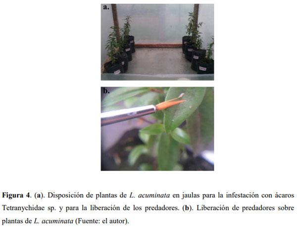 Liberación de predadores para el control de ácaros plaga en Guayacán de Manizales Lafoensia acuminata (Ruiz & Pav.) DC. (Myrtales: Lythraceae) en casa de malla - Image 4
