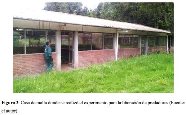 Liberación de predadores para el control de ácaros plaga en Guayacán de Manizales Lafoensia acuminata (Ruiz & Pav.) DC. (Myrtales: Lythraceae) en casa de malla - Image 2
