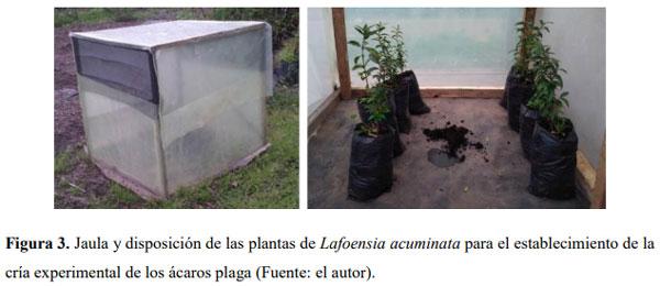 Liberación de predadores para el control de ácaros plaga en Guayacán de Manizales Lafoensia acuminata (Ruiz & Pav.) DC. (Myrtales: Lythraceae) en casa de malla - Image 3