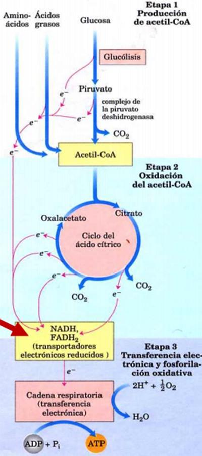 Tips - La quimiomodulación del potencial de oxido-reducción (por) en la conservación de alimentos - Image 1