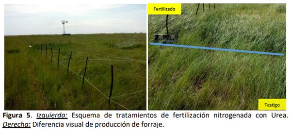 Fertilización nitrogenada creciente en agropiro alargado (Thinopyrum ponticum) en dos sitios dentro del sudoeste bonaerense semiárido - Image 5