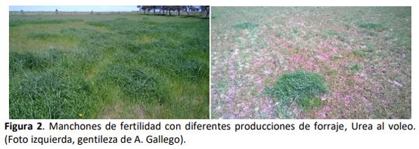 Fertilización nitrogenada creciente en agropiro alargado (Thinopyrum ponticum) en dos sitios dentro del sudoeste bonaerense semiárido - Image 2