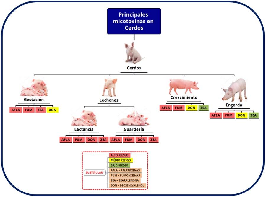 Riesgo Micotoxinas como herramienta de gestión en la Porcicultura - Image 1