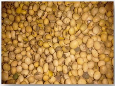 Calidad de materia prima para ponedoras: Poroto de soja - Image 1