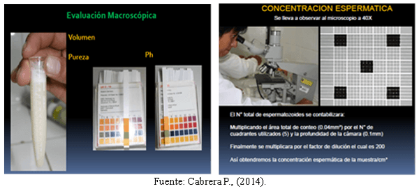 Selección de sementales por análisis andrólogico - Image 12