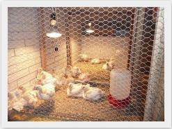 Efecto de los ácidos orgánicos encapsulados sobre los parámetros productivas en pollos de engorda que consumieron alimento con Ocratoxina - Image 2