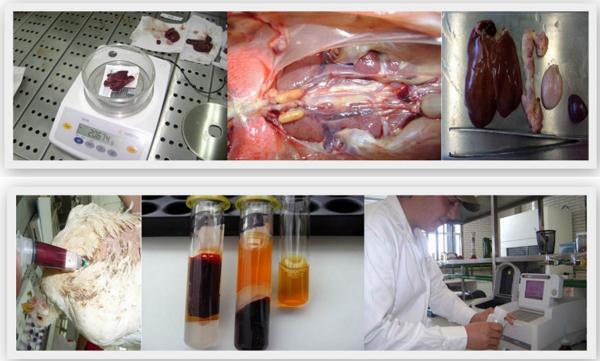 Efecto de los ácidos orgánicos encapsulados sobre los parámetros productivas en pollos de engorda que consumieron alimento con Ocratoxina - Image 3