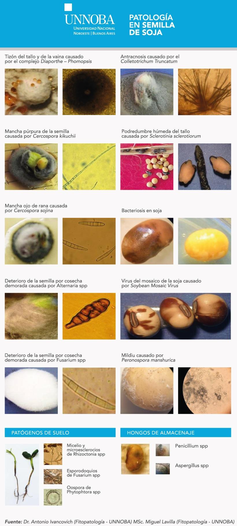 Soja: Patología en semillas y fungicidas curasemillas utilizados - Image 1