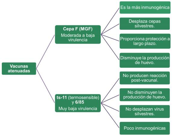  Efecto de la vacunación contra Mycoplasma gallisepticum en los parámetros productivos de las gallinas - Image 2