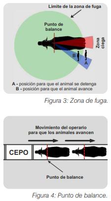 Bienestar animal bovino: Características que se deben considerar para optimizar su manejo - Image 3