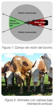 Bienestar animal bovino: Características que se deben considerar para optimizar su manejo - Image 2