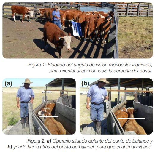 Bienestar animal bovinos manejo en corrales - Instalaciones - Image 2