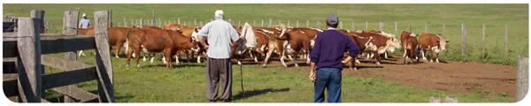 Bienestar animal bovinos manejo en corrales - Instalaciones - Image 1