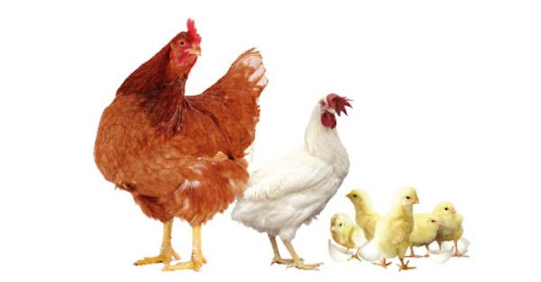 Integridad intestinal: un paso determinante en la rentabilidad avícola - Image 1