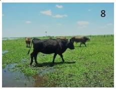 Epidemiología, efecto sobre la condición corporal y control de la helmintiasis gastrointestinal de los bovinos en el sur de Córdoba - Image 11