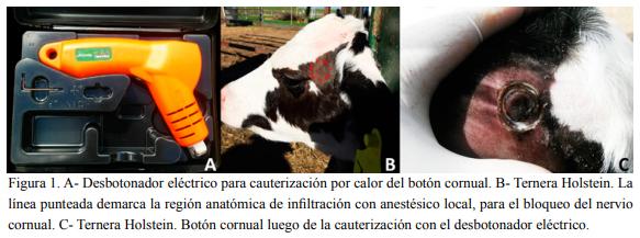Uso de prácticas de manejo del dolor durante el desbotonamiento y descorne de las terneras de tambo: un estudio piloto en Uruguay y Argentina - Image 1