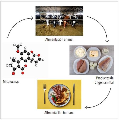 Micotoxinas en alimentación animal: ¿es posible reducir su efecto mediante la adición de adsorbentes a los piensos? - Image 3