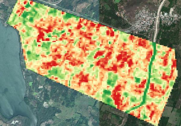 Cómo analizar el estado de cultivos con teledetección satelital - Image 16