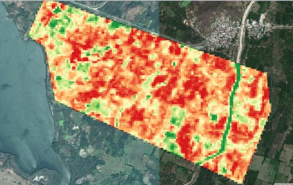 Cómo analizar el estado de cultivos con teledetección satelital - Image 12
