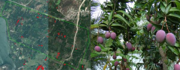 Cómo analizar el estado de cultivos con teledetección satelital - Image 1