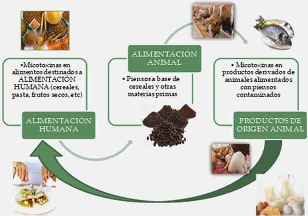 Presencia de micotoxinas clásicas y emergentes en alimentos de origen vegetal y animal - Image 1