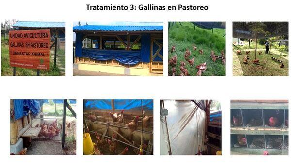 Evaluación de los parámetros productivos y calidad del huevo de gallinas en dos sistemas de alojamiento</br><sub>(Piso convencional con suplementación de Sauco (Sambucus nigra) y Pastoreo con Kikuyo (Pennisetum clandestinum) en la Sabana de Bogotá”</sub> - Image 2