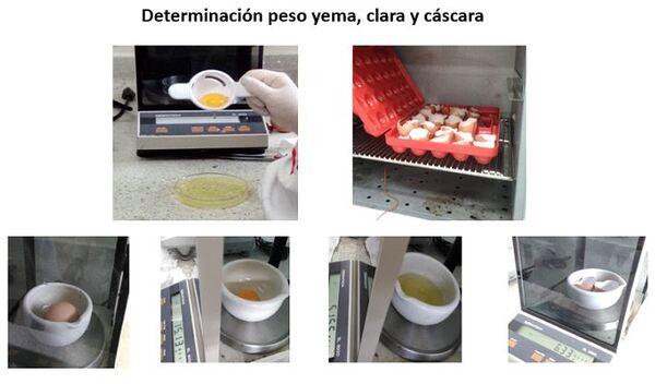 Evaluación de los parámetros productivos y calidad del huevo de gallinas en dos sistemas de alojamiento</br><sub>(Piso convencional con suplementación de Sauco (Sambucus nigra) y Pastoreo con Kikuyo (Pennisetum clandestinum) en la Sabana de Bogotá”</sub> - Image 3