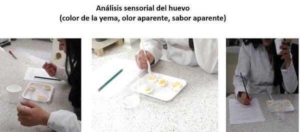 Evaluación de los parámetros productivos y calidad del huevo de gallinas en dos sistemas de alojamiento</br><sub>(Piso convencional con suplementación de Sauco (Sambucus nigra) y Pastoreo con Kikuyo (Pennisetum clandestinum) en la Sabana de Bogotá”</sub> - Image 8