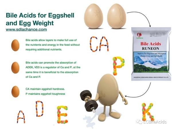Cómo mejorar la calidad de la cáscara de huevo con aceite de hígado de bacalao y calcio - Image 3