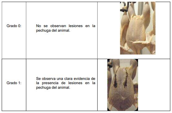 Procedimiento para la deteccion post-mortem de insuficiente bienestar animal en explotaciones de pollos de engorde y actuaciones de la autoridad competente - Image 3