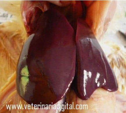 El hígado: órgano clave para la producción de carne y huevos - Image 1