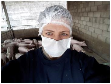 Como extremar las medidas de bioseguridad para evita el ingreso de la peste porcina africana - Image 1