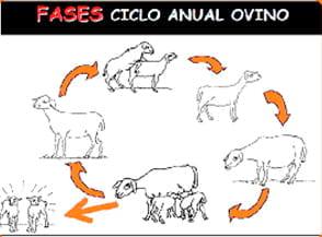 Puntos críticos Ovinos de Carne II - Image 5