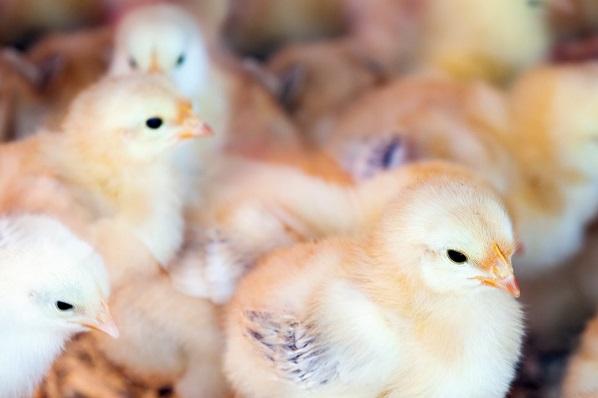 6 lecciones sobre el control de Salmonella en integraciones avícolas - Image 1