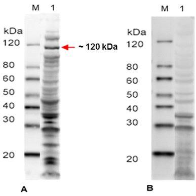 Evaluación de la Seroreactividad de la forma recombinante de la proteína transportador dependiente de TonB de Avibacterium paragallinarum - Image 3