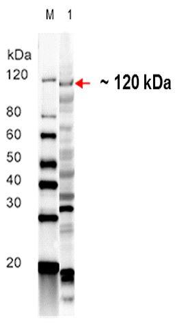 Evaluación de la Seroreactividad de la forma recombinante de la proteína transportador dependiente de TonB de Avibacterium paragallinarum - Image 4