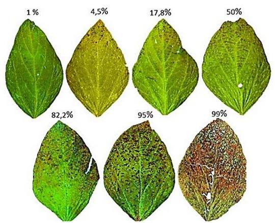 Elaboración de una escala diagramática para la evaluación del tizón foliar por cercospora causado por cercospora kikuchii en folíolos y en tallos de soja. - Image 1