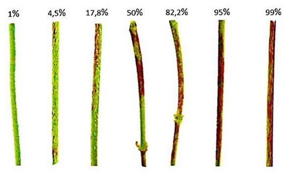 Elaboración de una escala diagramática para la evaluación del tizón foliar por cercospora causado por cercospora kikuchii en folíolos y en tallos de soja. - Image 2