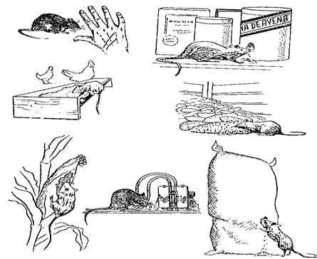 Biología y Control de Roedores - Image 5