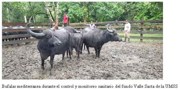 Revalorización y socializacion de las bondades ecológicas de búfalo de agua y como alternativa de ganaderia sustentable y resiliente frente al cambio climático - Image 15