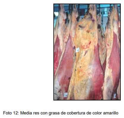 Cómo ofrecer al mercado animales con buena calidad de res y carne - Image 14