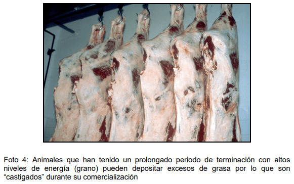 Cómo ofrecer al mercado animales con buena calidad de res y carne - Image 9