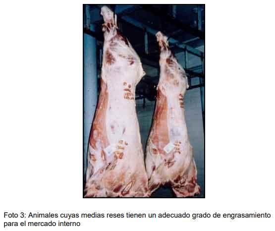 Cómo ofrecer al mercado animales con buena calidad de res y carne - Image 8